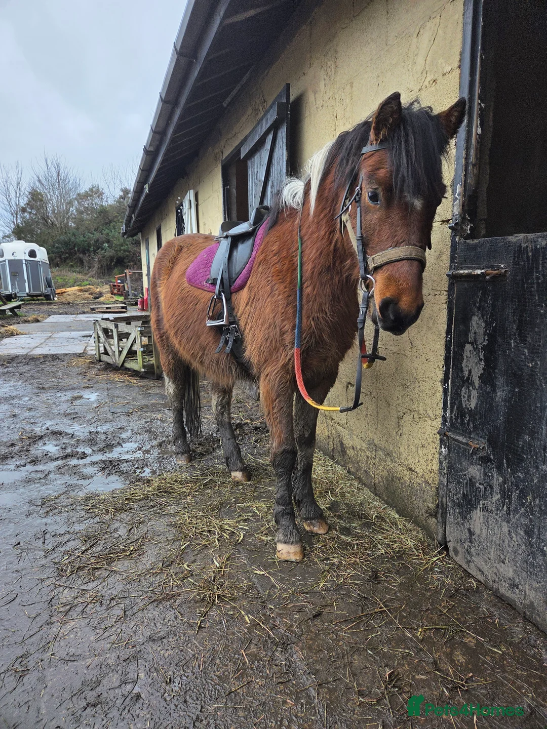 Dartmoor horses for sale: Beautiful 12,2 gelding  - Advert 3