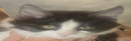 Maine Coon cats for sale: Stunning MaineCoon Kitten–Champion Bloodline - Advert 9