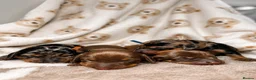 Miniature Dachshund dogs for sale: Kc heath tested wire puppies  - Advert 10