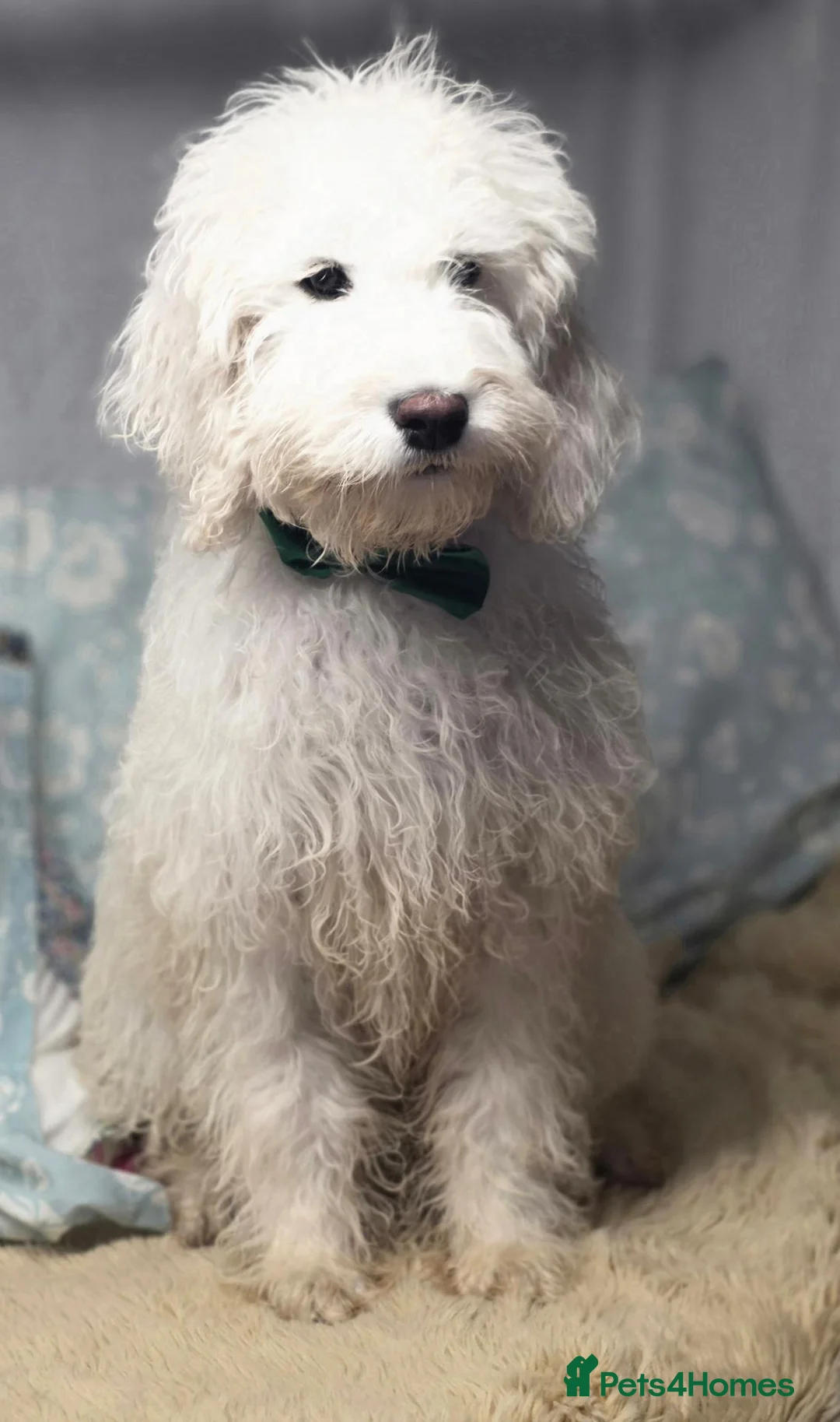 Goldendoodle dogs for sale: Goldendoodle girl  - Advert 3