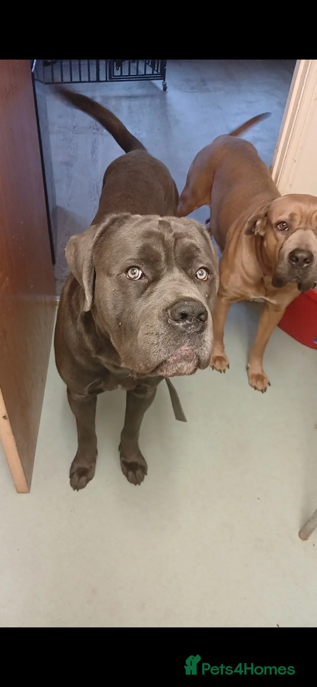 Cane Corso dogs for sale: Pure bred blue cane corso puppies for sale  - Advert 6