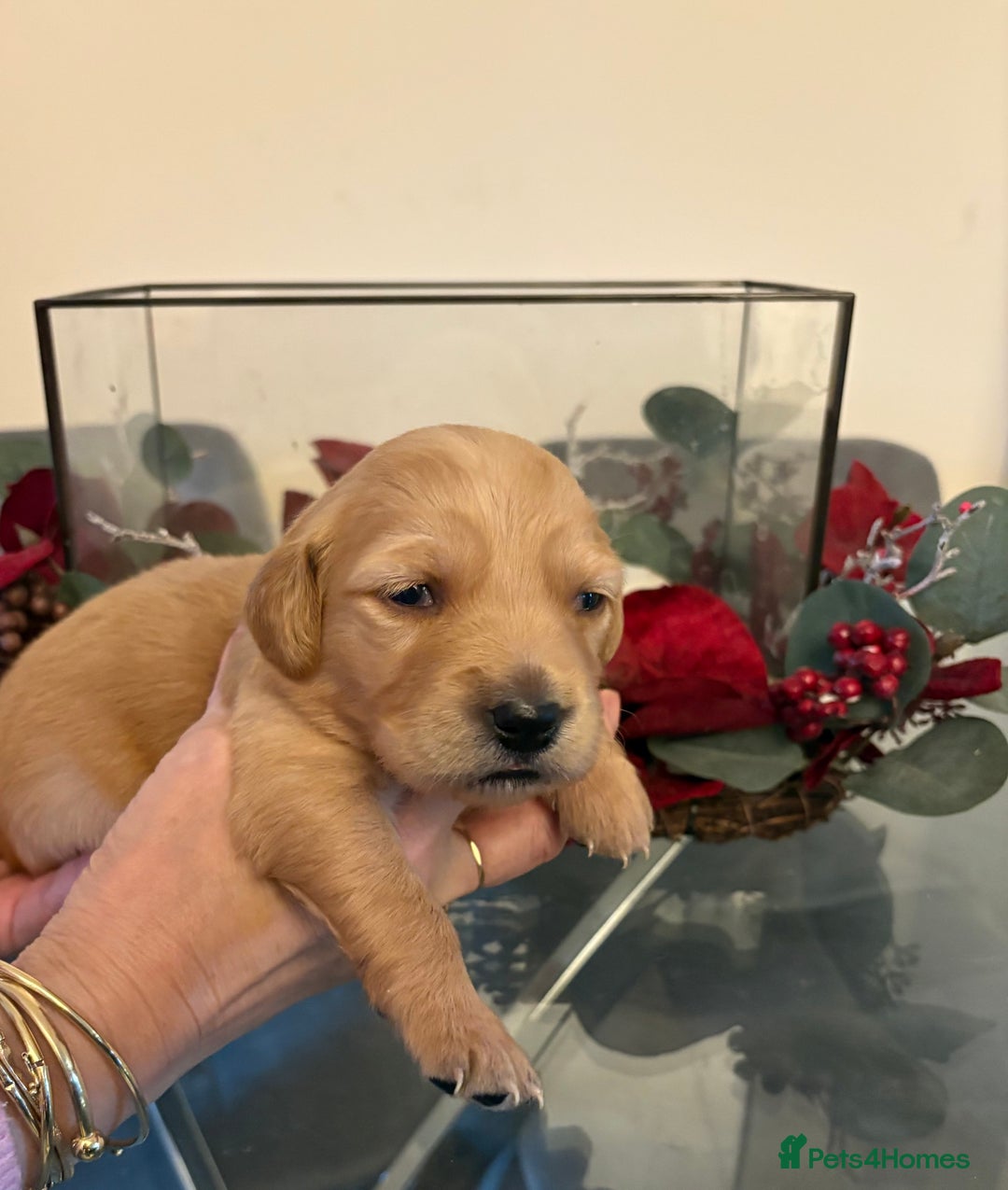 Golden Retriever dogs for sale: Sold sold sold sold sold  - Advert 22