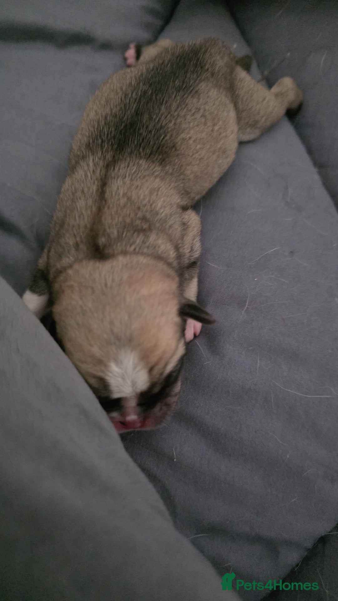 Pug dogs for sale: Kc registered rare colours  - Advert 13