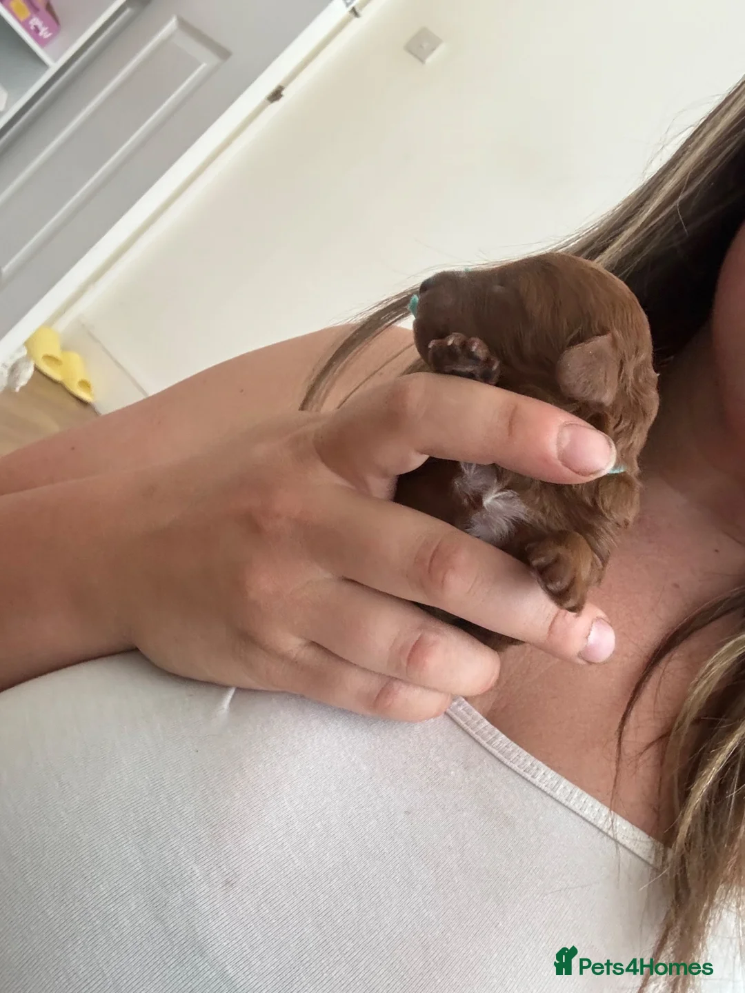 Toy Poodle dogs for sale: 🌟 Beautiful Toy Poodle Puppies 🌟 - Advert 8