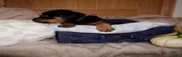 Rottweiler dogs for sale: Stunning litter of Rotweillers from family pet  in Wolverhampton - Advert 13