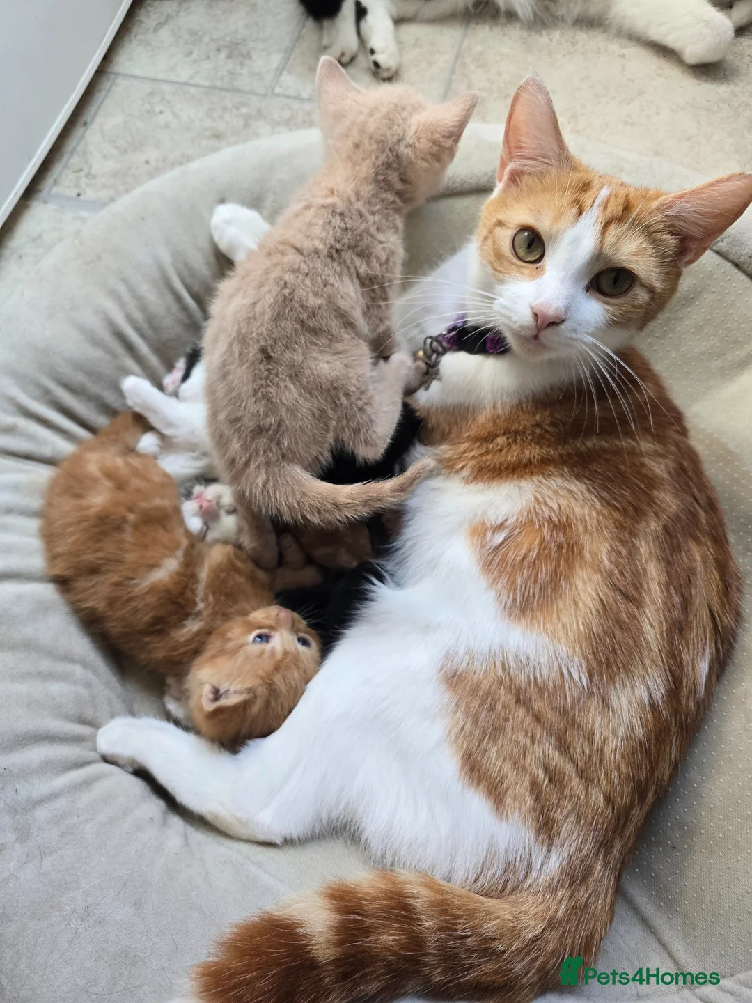 Mixed Breed cats for sale: Ginger male, longhair female  - Advert 20