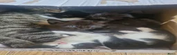 Mixed Breed cats for sale: 4 female kittens available  in Glasgow - Advert 14