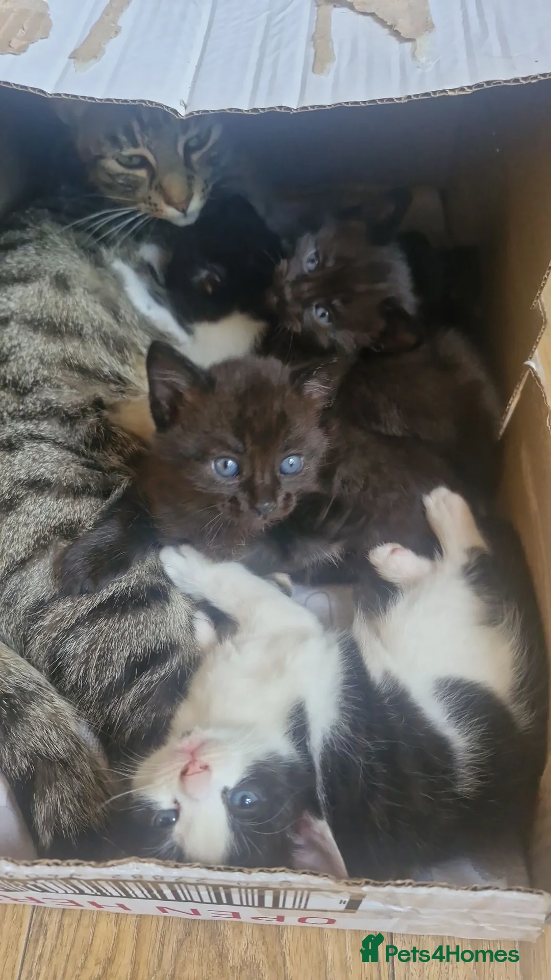 Mixed Breed cats for sale: 4 female kittens available  in Glasgow - Advert 14