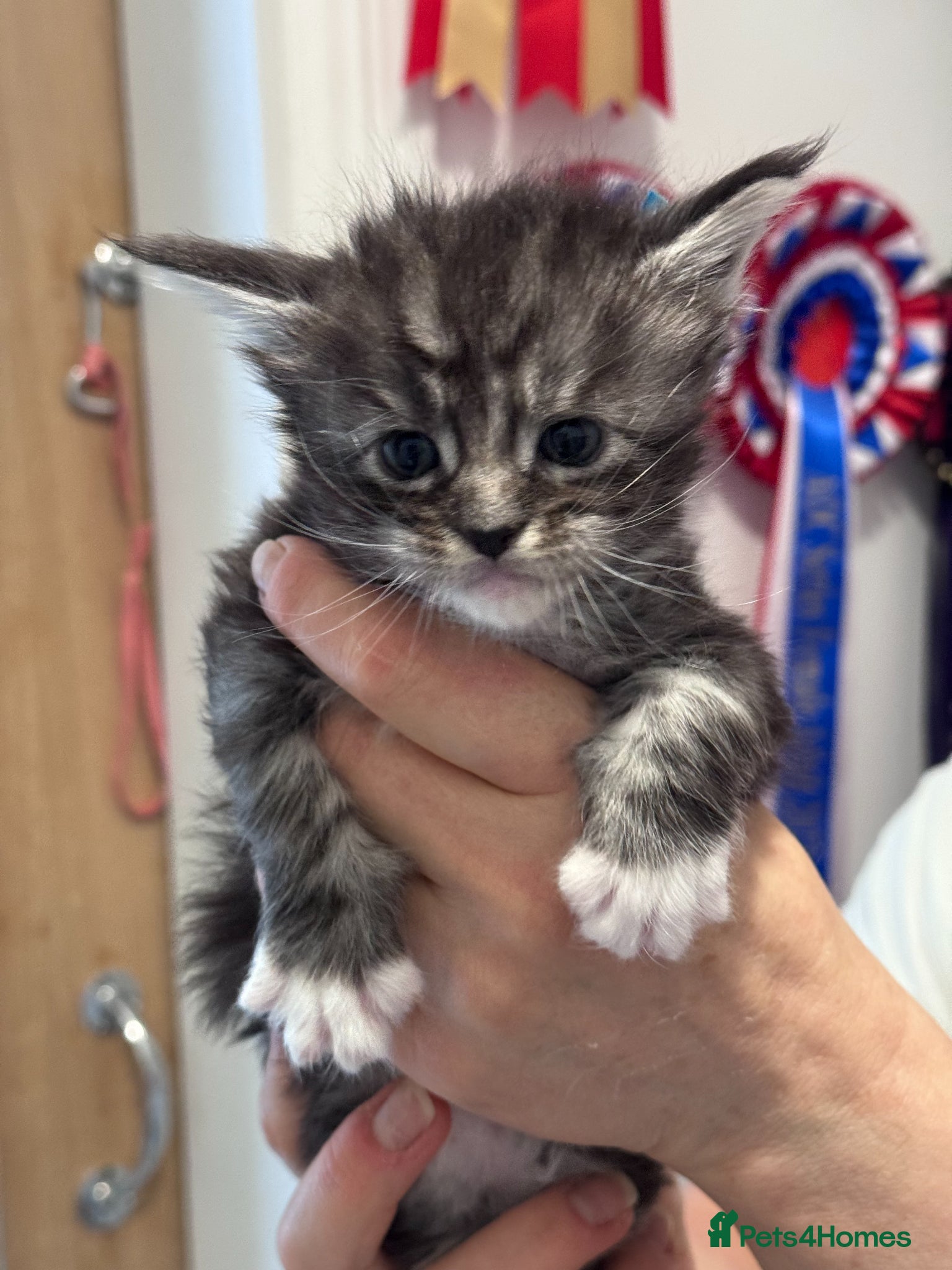 Maine Coon cats Phenomenal Maine Coon kittens for sale - Advert 9