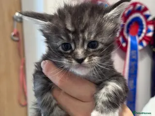 Maine Coon cats Phenomenal Maine Coon kittens for sale - Advert 1