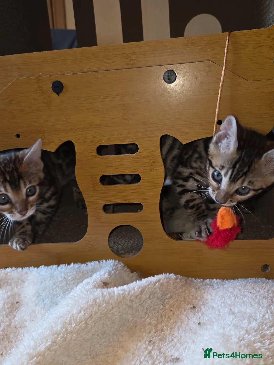 Bengal cats for sale: Bengal Kittens in Nottingham - Advert 2