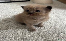 Maine Coon cats for sale: Main coon cross ragdoll  - Image 1