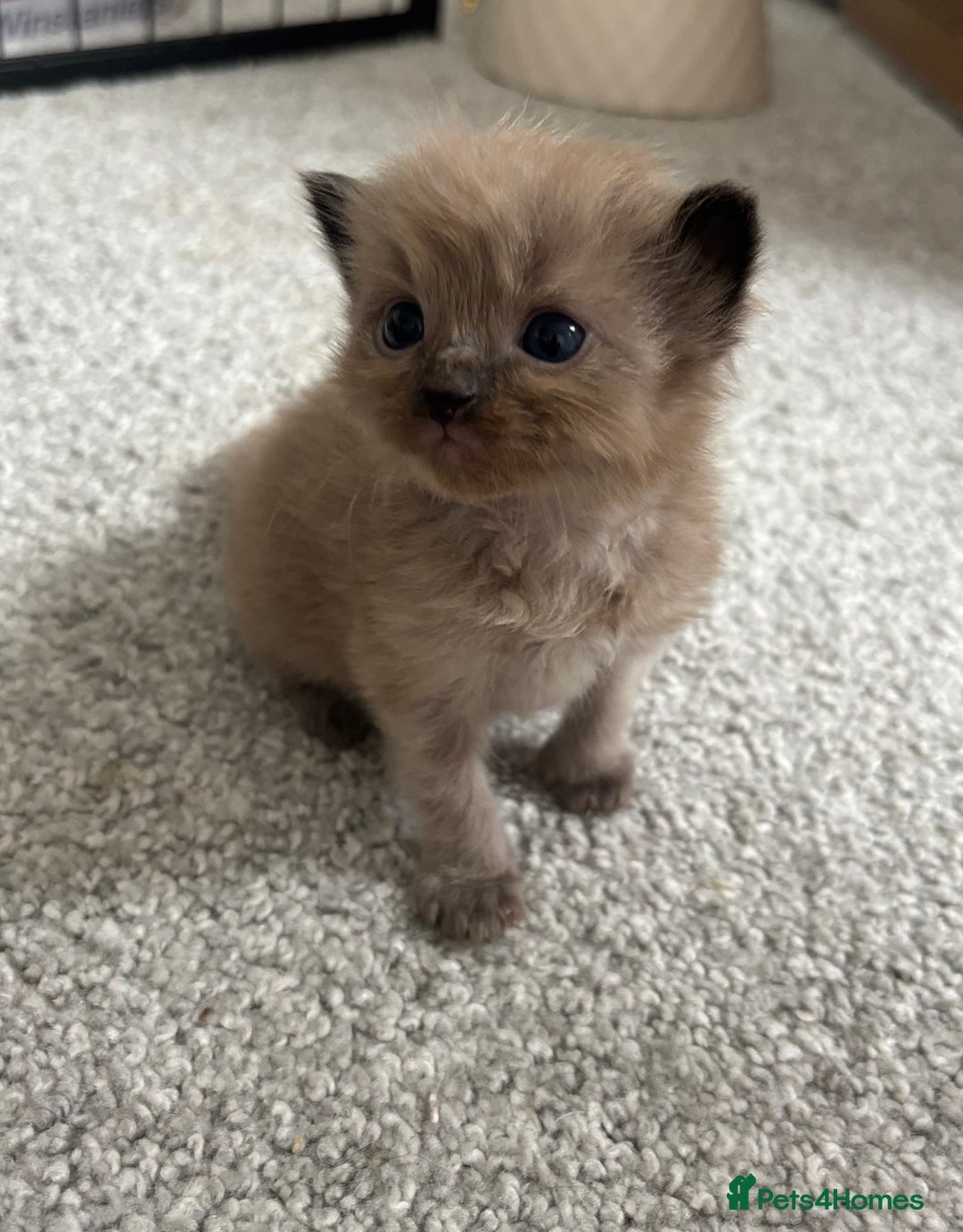 Maine Coon cats for sale: Main coon cross ragdoll  - Image 1