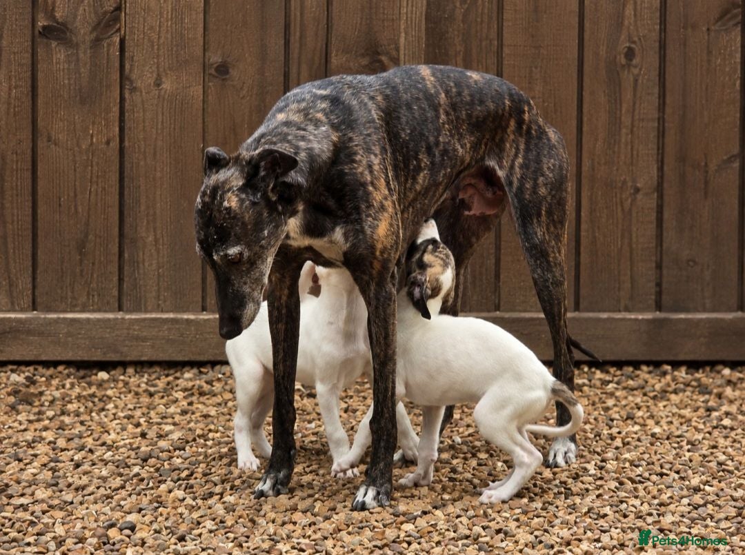 Mixed Breed dogs Whippet cross greyhound  - Advert 2