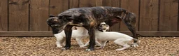 Mixed Breed dogs for sale: Whippet cross greyhound  - Advert 1
