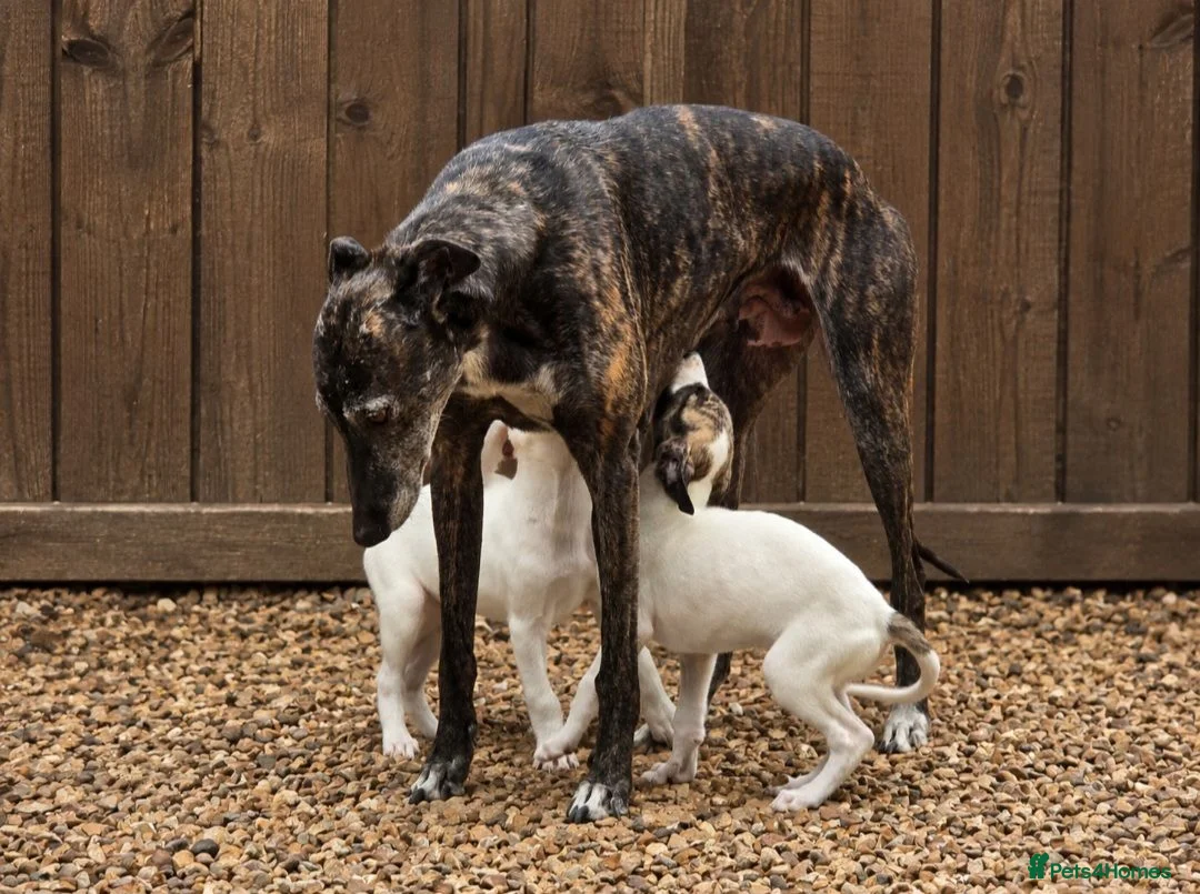 Mixed Breed dogs for sale: Whippet cross greyhound  - Advert 1