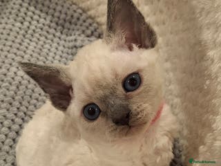 Devon Rex cats 🌸 Wonderful Devon Rex Kittens FIFE registered 🌸 - Advert 2
