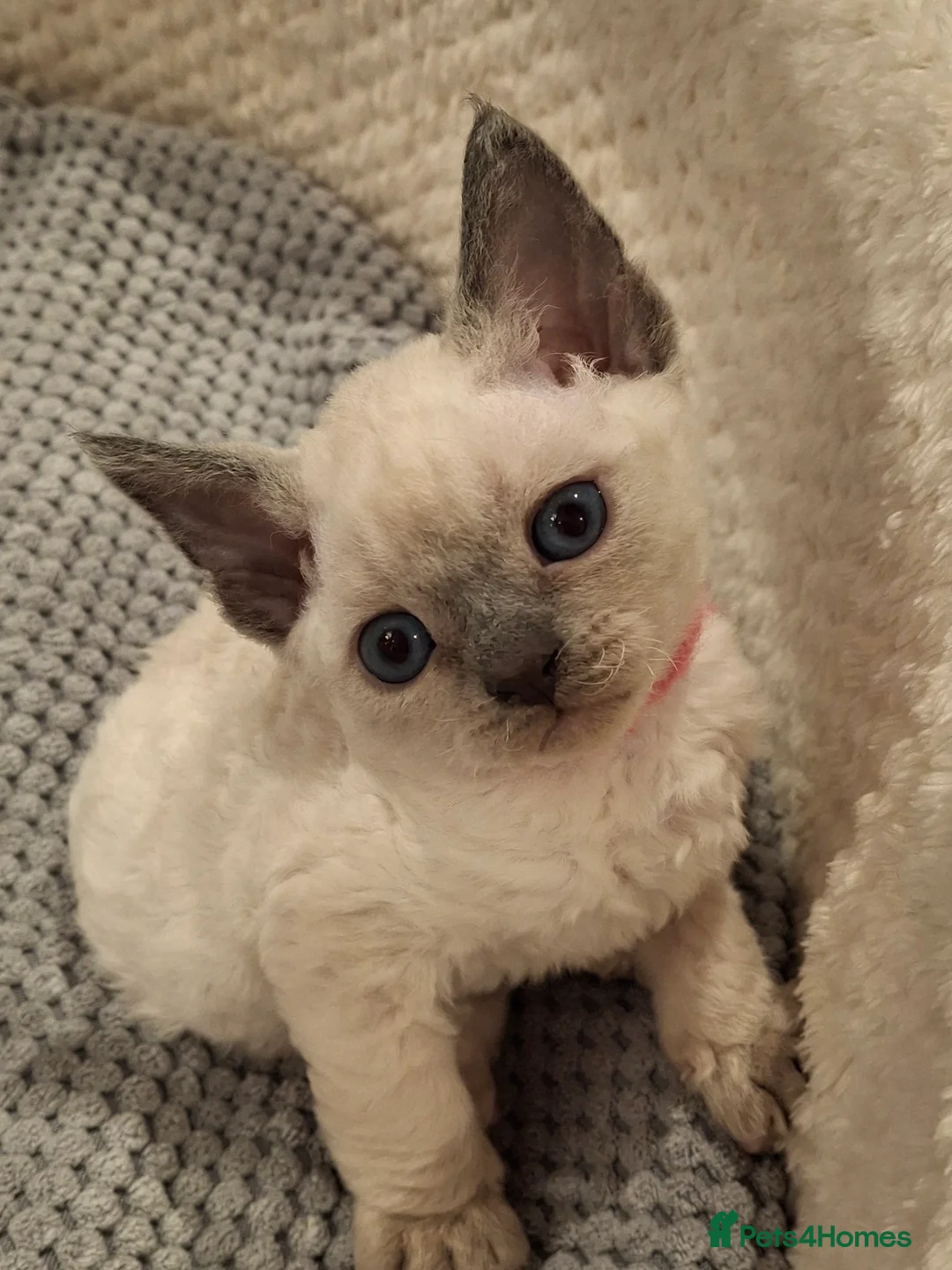 Devon Rex cats for sale: 🌸 Devon Rex with blue eyes FIFE registered  🌸 - Advert 13