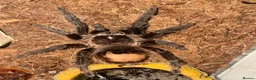 Tarantulas invertebrates for sale: Salmon pink birdeater in Sheffield - Advert 9