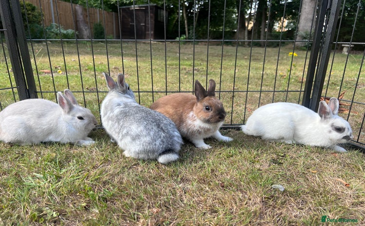 Netherland Dwarf rabbits - Advert 1