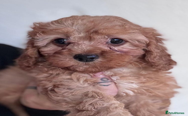 Cavapoo dogs READY TODAY - Advert 4