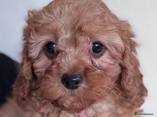 Cavapoo dogs READY TODAY - Advert 1