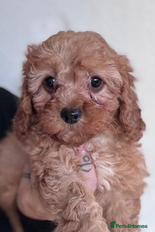 Cavapoo dogs READY TODAY - Advert 1