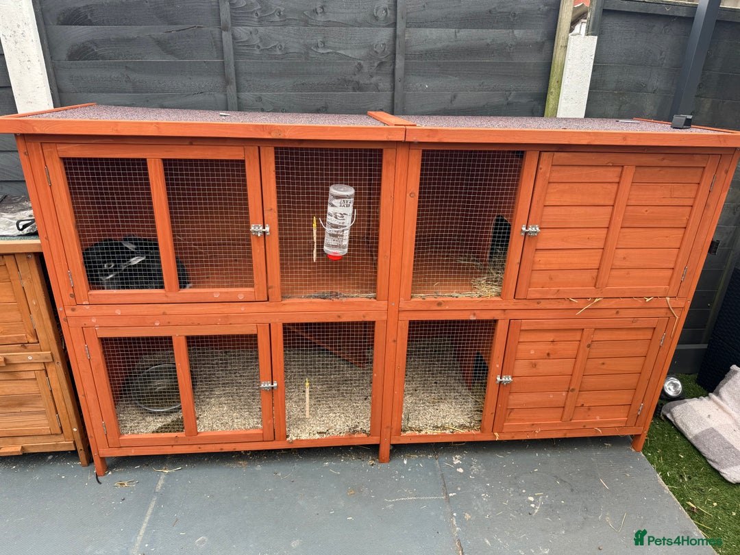 Netherland Dwarf rabbits for sale: 2 Netherlands dwarfs and 1 large cages  - Image 2