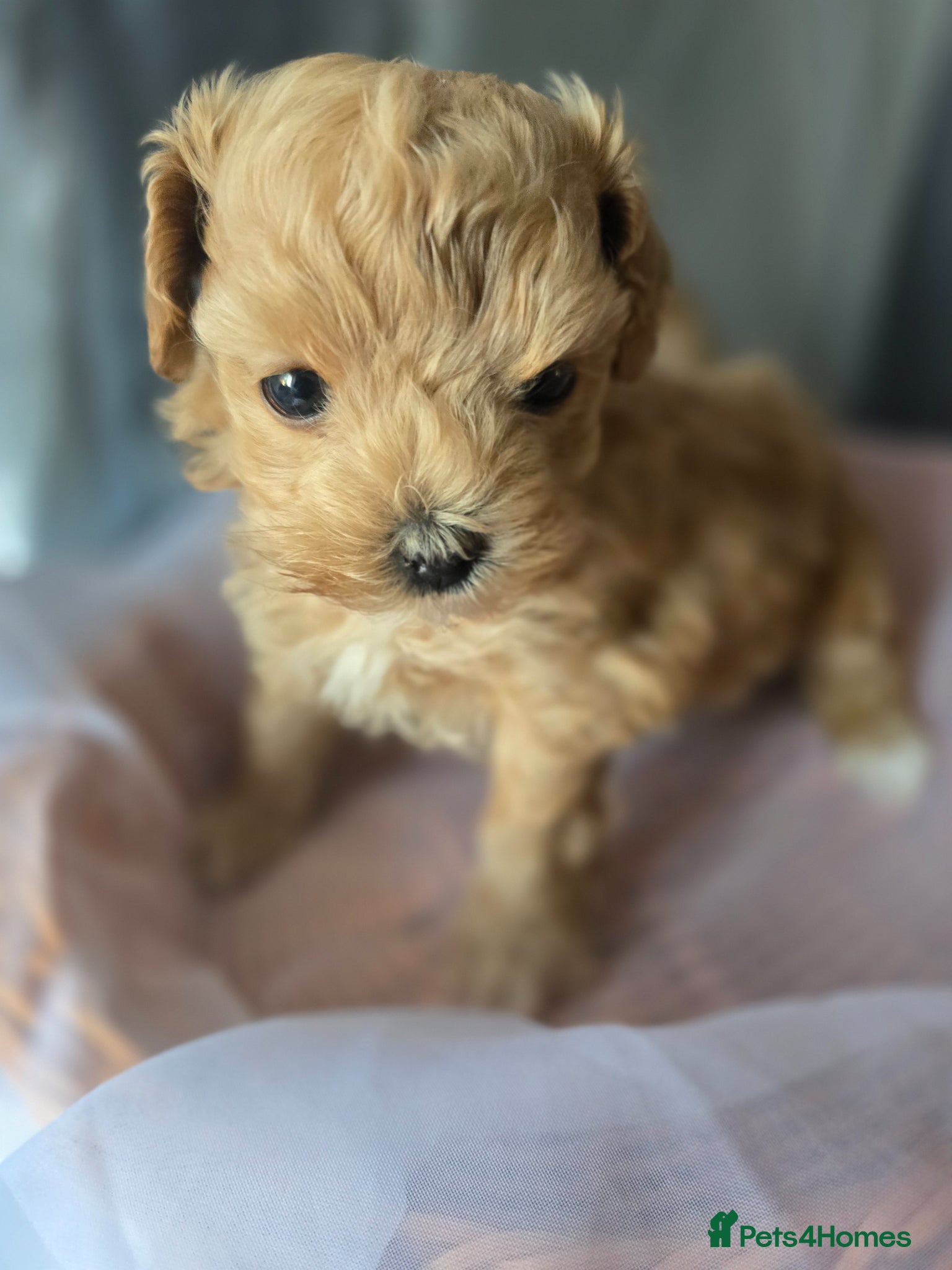 Maltipoo dogs Beautiful F1 maltipoo looking forever home ❤️🐶 - Advert 1