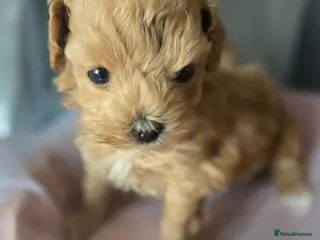 Maltipoo dogs Beautiful F1 maltipoo looking forever home ❤️🐶 - Advert 1