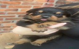 Mixed Breed dogs for sale: Stunning Rottweiler cross Belgian malinois  - Image 12