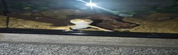 Leopard Gecko reptiles for sale: Lovely Leopard gecko in Nottingham - Advert 2