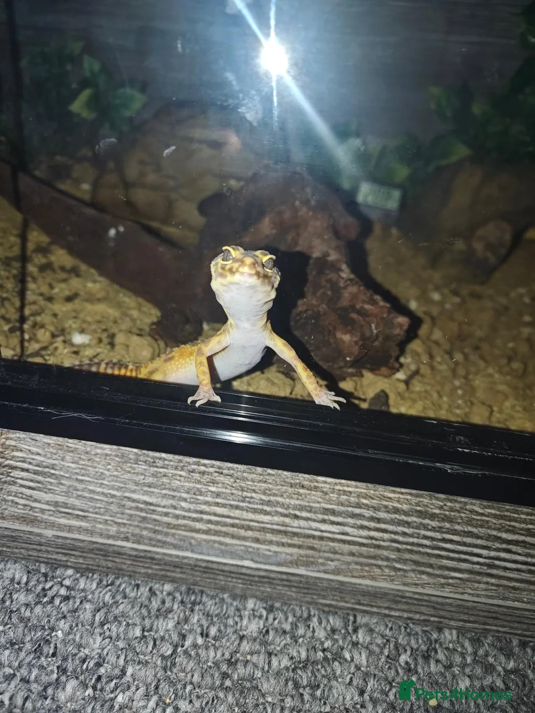 Leopard Gecko reptiles for sale: Lovely Leopard gecko in Nottingham - Advert 2