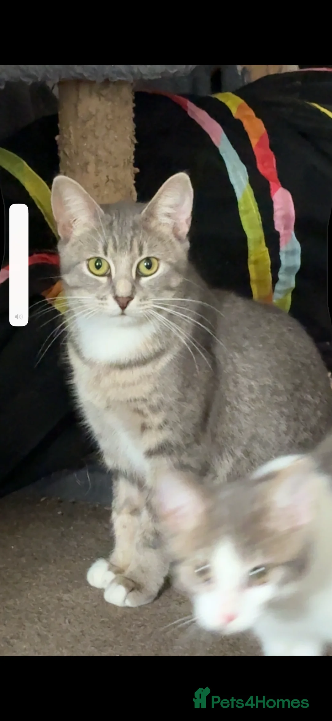 Domestic Shorthair cats for sale: Rescue cats- 60 in total, kittens/ adults🧡🙏 - Advert 27