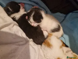 Mixed Breed cats 3/5 left adorable chunky kittens. - Advert 1