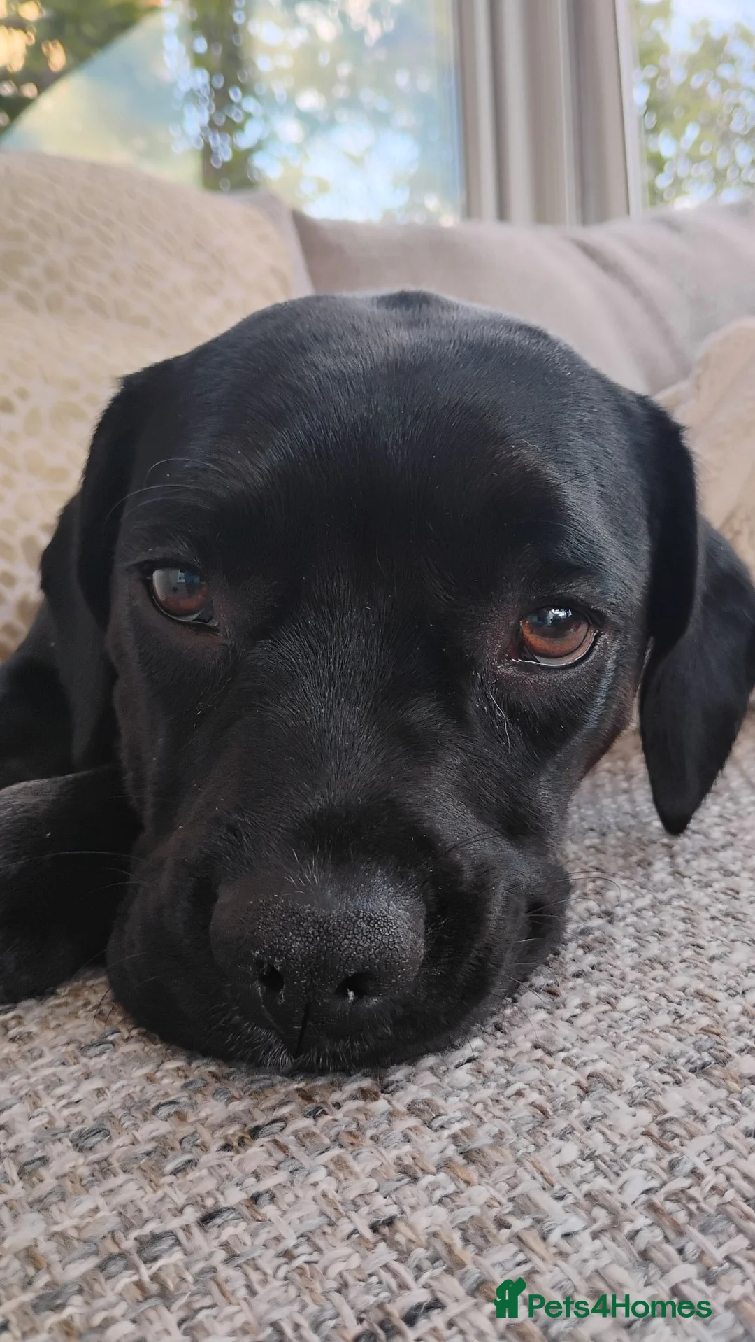 Mixed Breed dogs for sale: One loving frenchie spaniel in Warminster - Advert 2