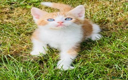 British Shorthair cats for sale:  8-Week-Old Kittens Ready for Loving Homes 🐾 - Image 8