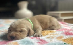 Labradoodle dogs for sale: Miniature Labradoodles  - Image 16