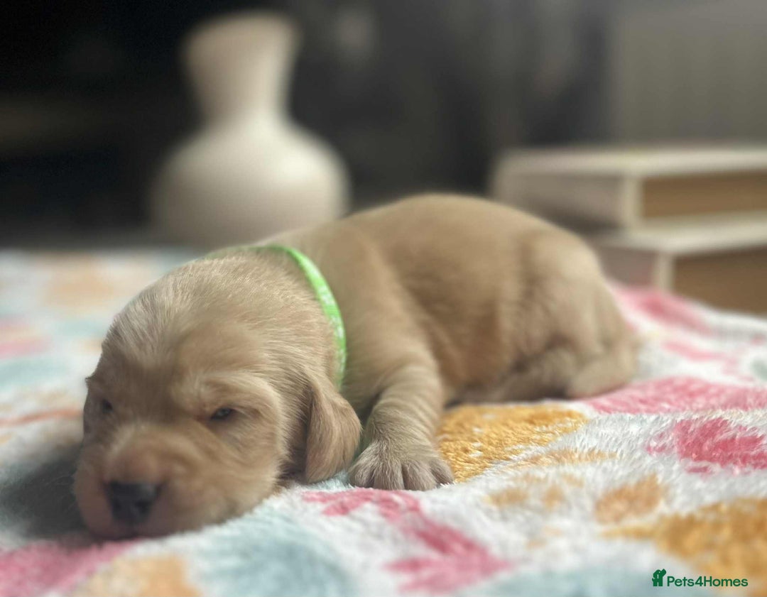 Labradoodle dogs for sale: Miniature Labradoodles  - Image 16