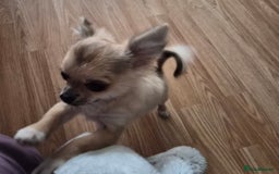 Chihuahua dogs for sale: Long haired chihuahua  - Image 14