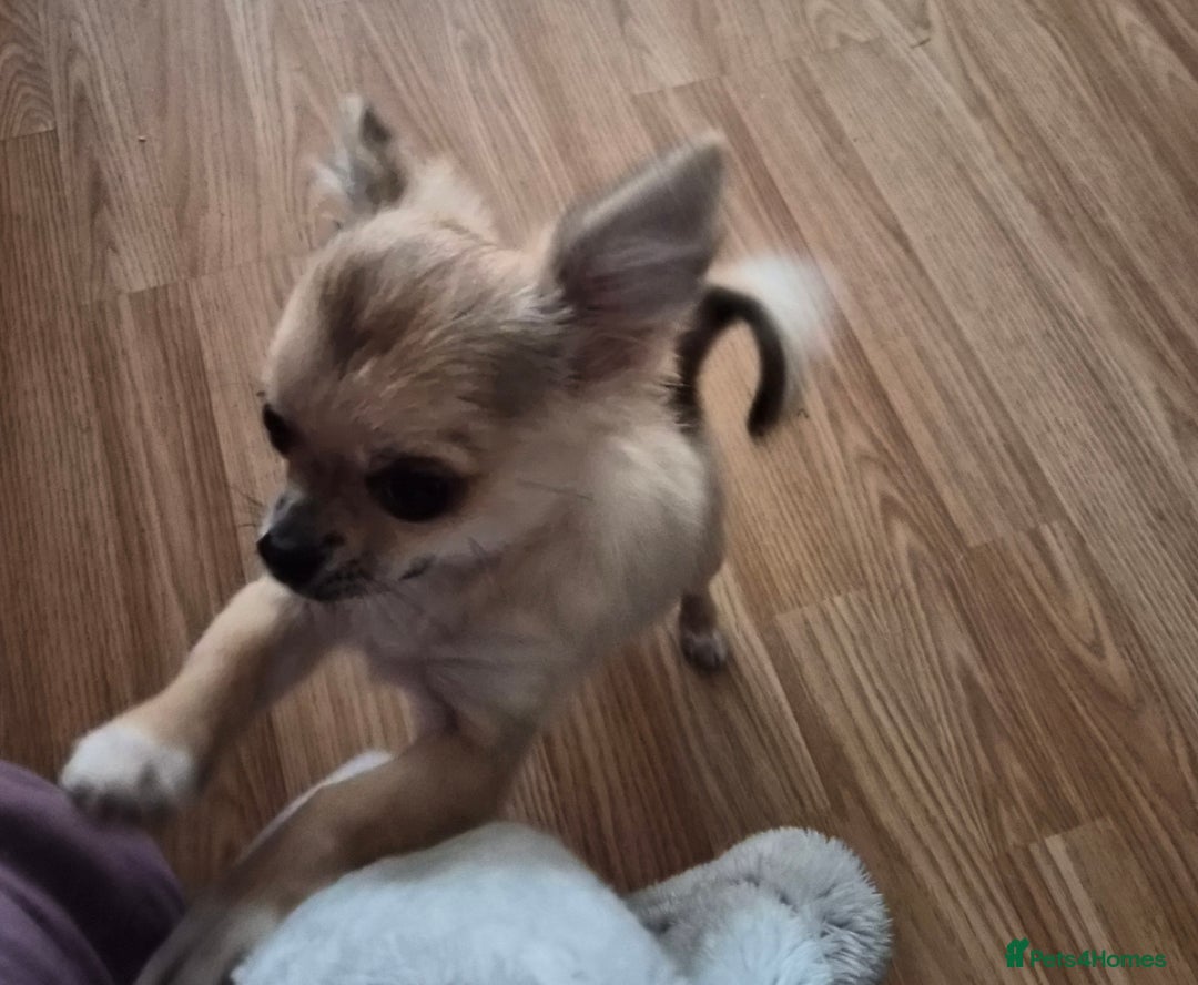 Chihuahua dogs for sale: Long haired chihuahua  - Image 14
