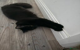 Domestic Shorthair cats for sale: Sister cats  - Image 3