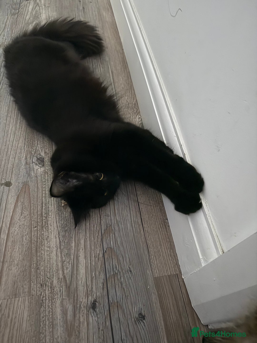 Domestic Shorthair cats for sale: Sister cats  - Image 3