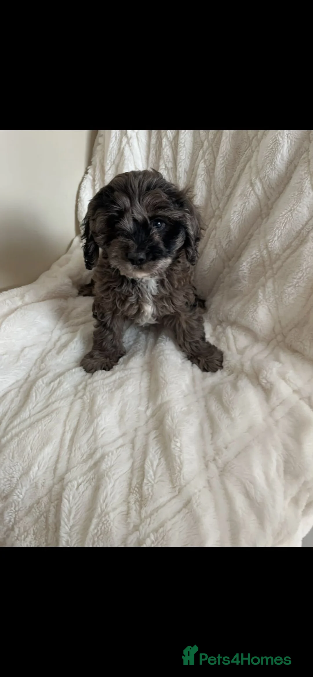 Cavapoo dogs for sale: Extensively health tested cavapoo merle boy left ! - Advert 3