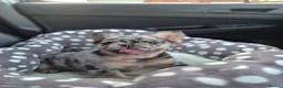 French Bulldog dogs for sale: Floodle french bulldog - Advert 4