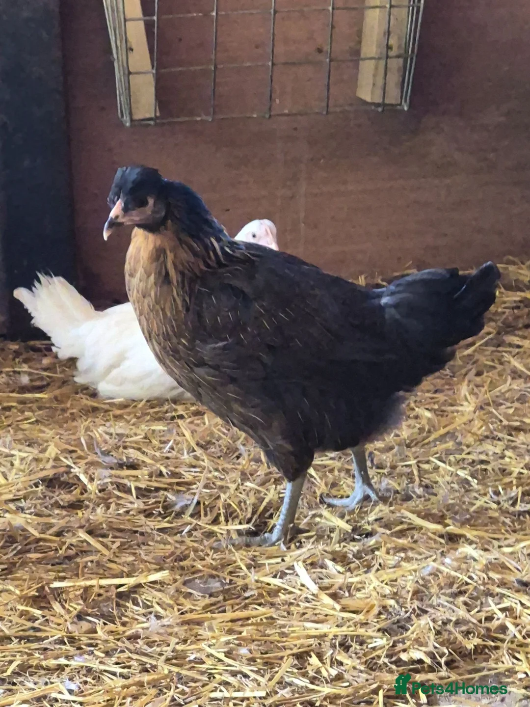 Chickens poultry for sale: POL HYBRID HENS inc coloured eggers - Advert 2