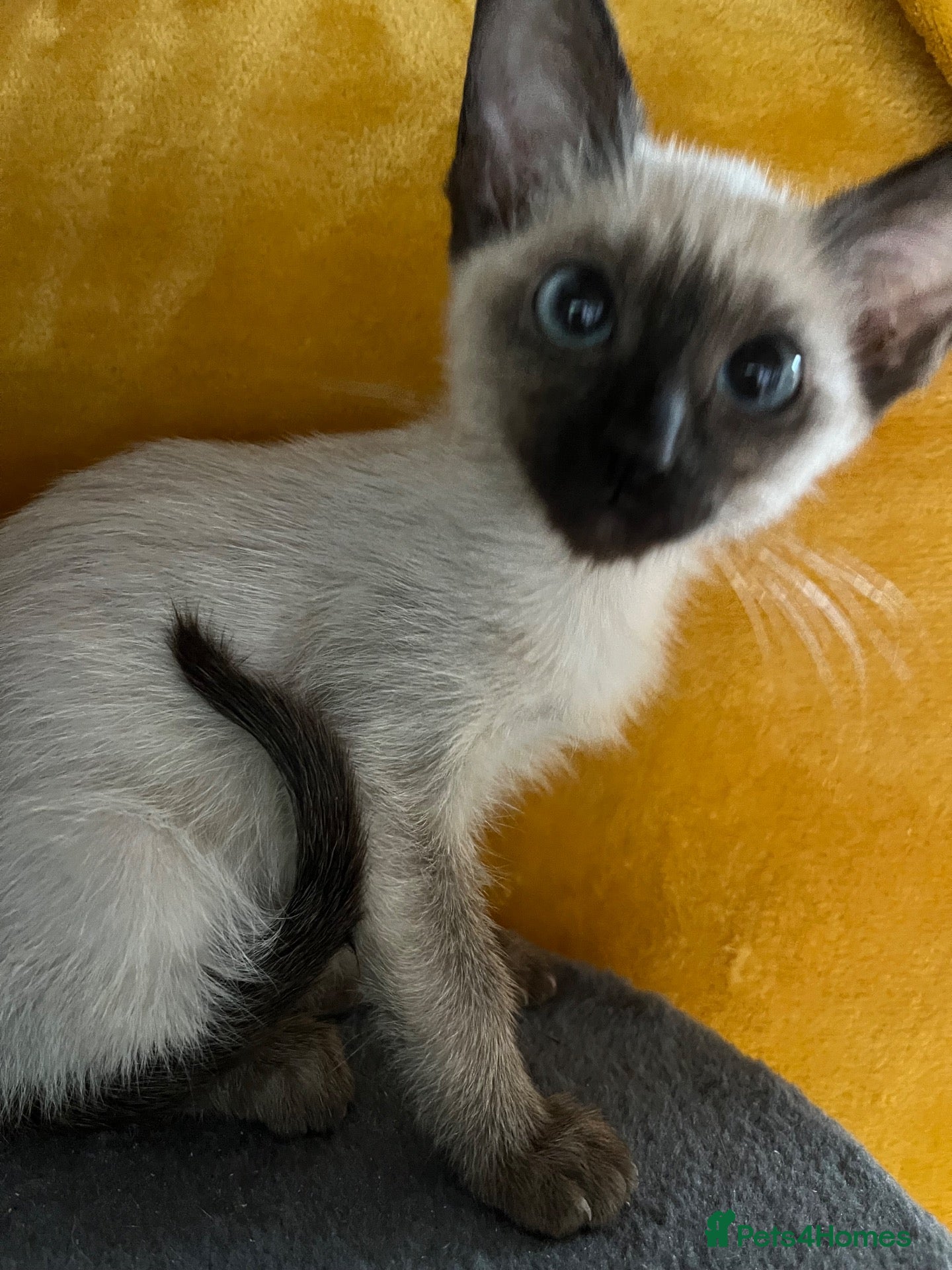 Siamese cats 1 Siamese girl last one! As of 09 oct - Advert 8