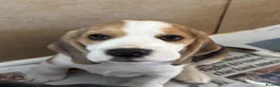 Beagle dogs for sale: Quality Tricolour Beagle Puppies - Advert 7