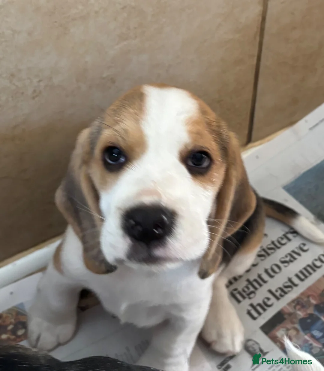 Beagle dogs for sale: Quality Tricolour Beagle Puppies - Advert 7