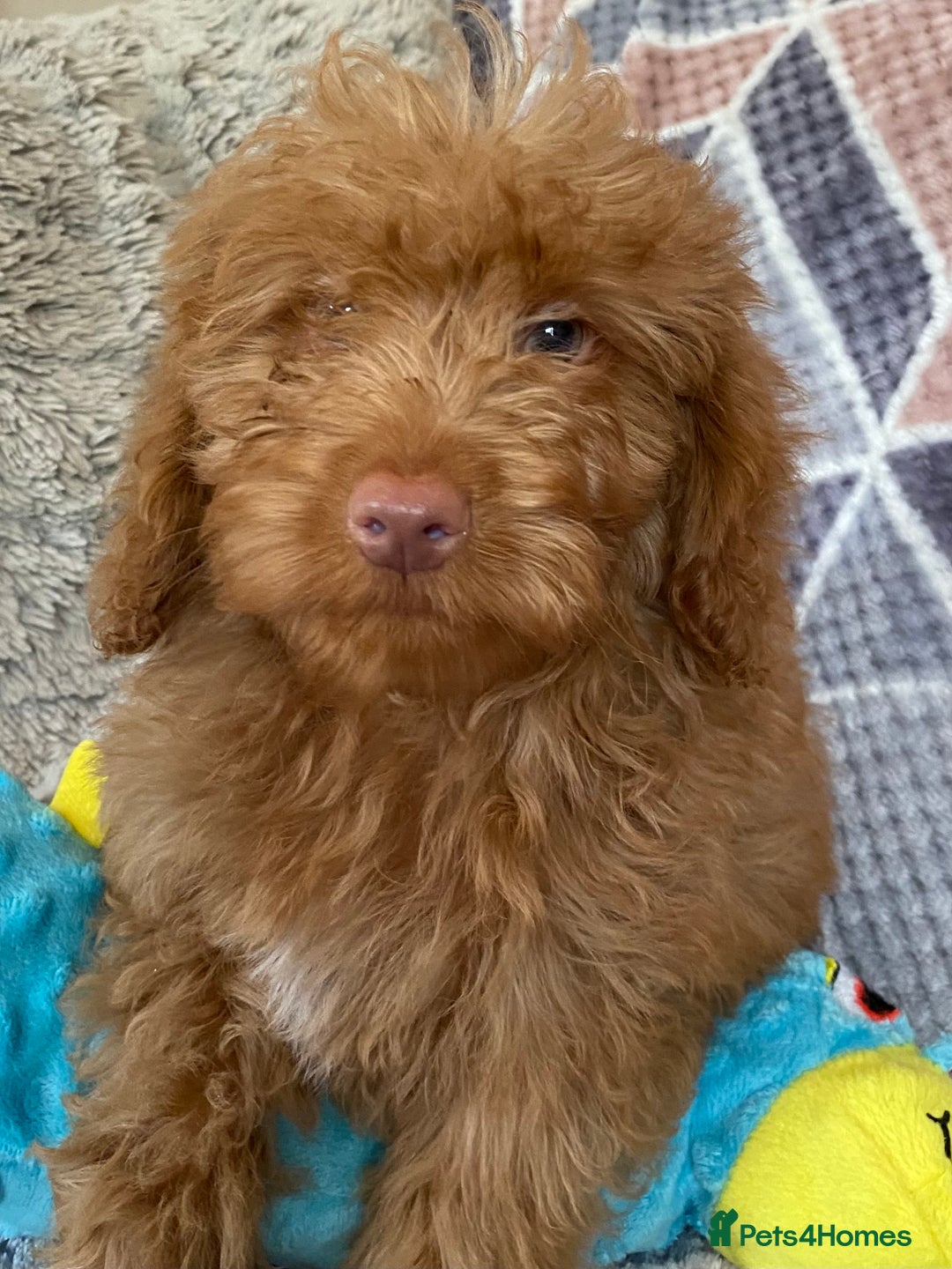 Cockapoo dogs for sale: Stunning fox red cockapoo puppies PRA clear  - Image 6